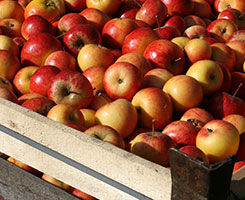 ABCO Apples